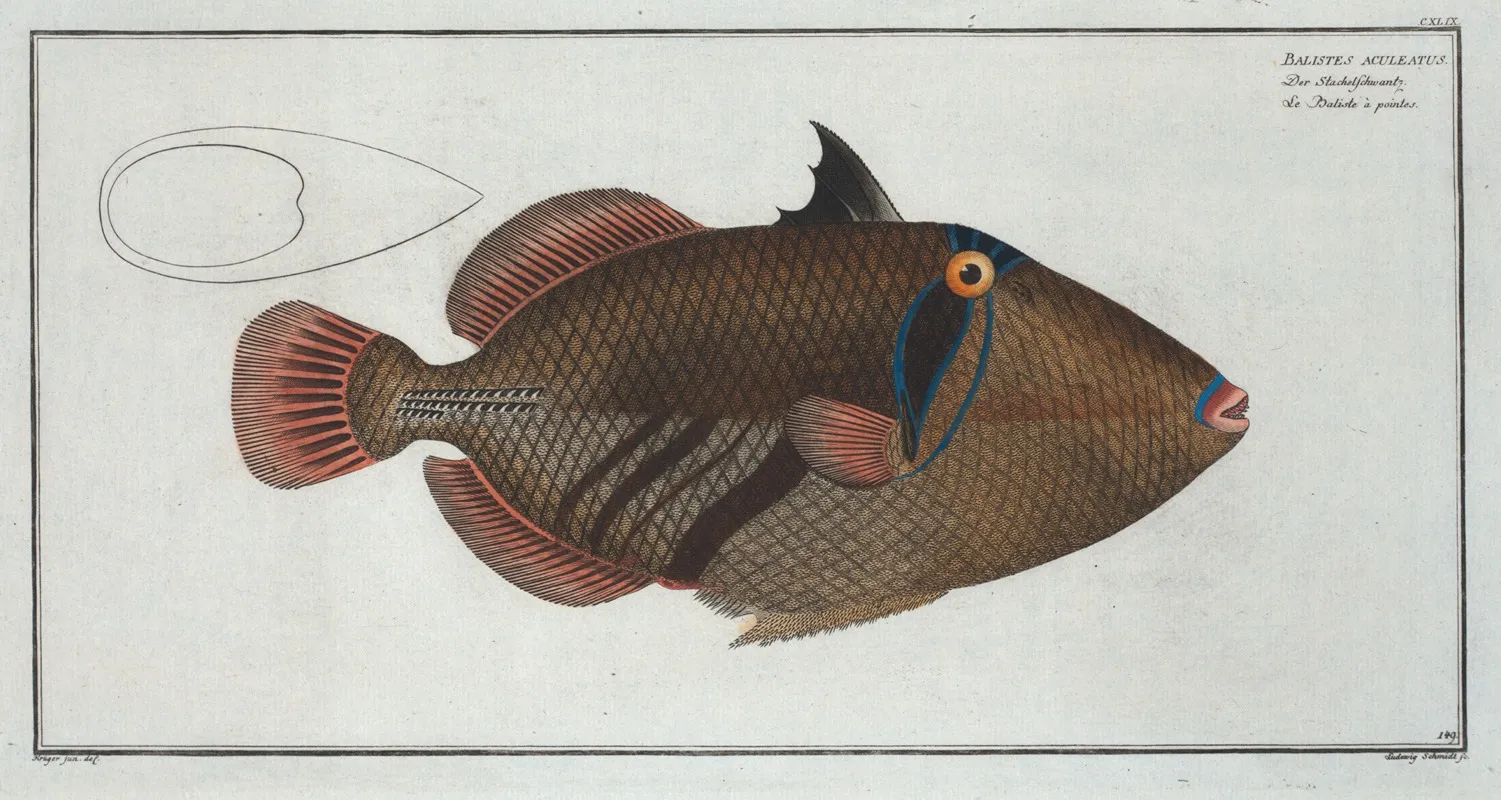 Balstes Aculeatus Wall Art by Marcus Elieser Bloch - High-Resolution Digital Print