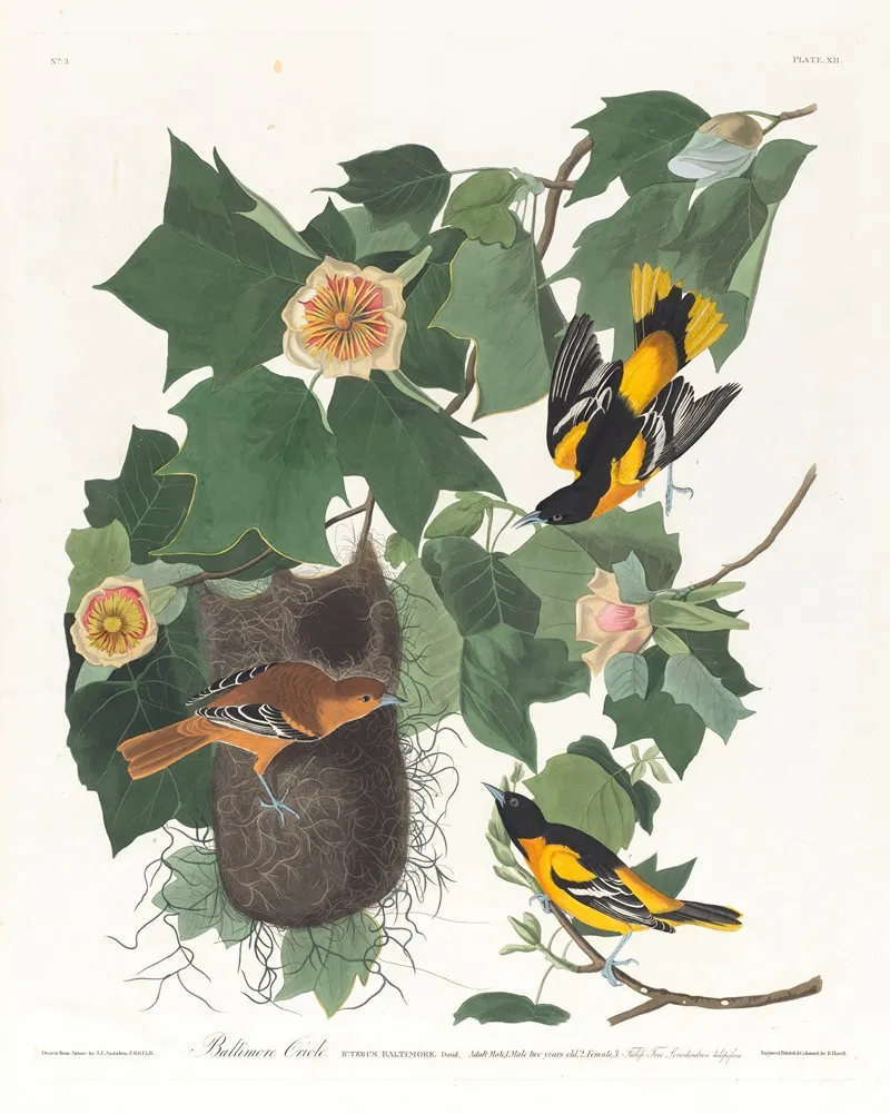 Baltimore Oriole Wall Art by John James Audubon - High-Resolution Digital Print