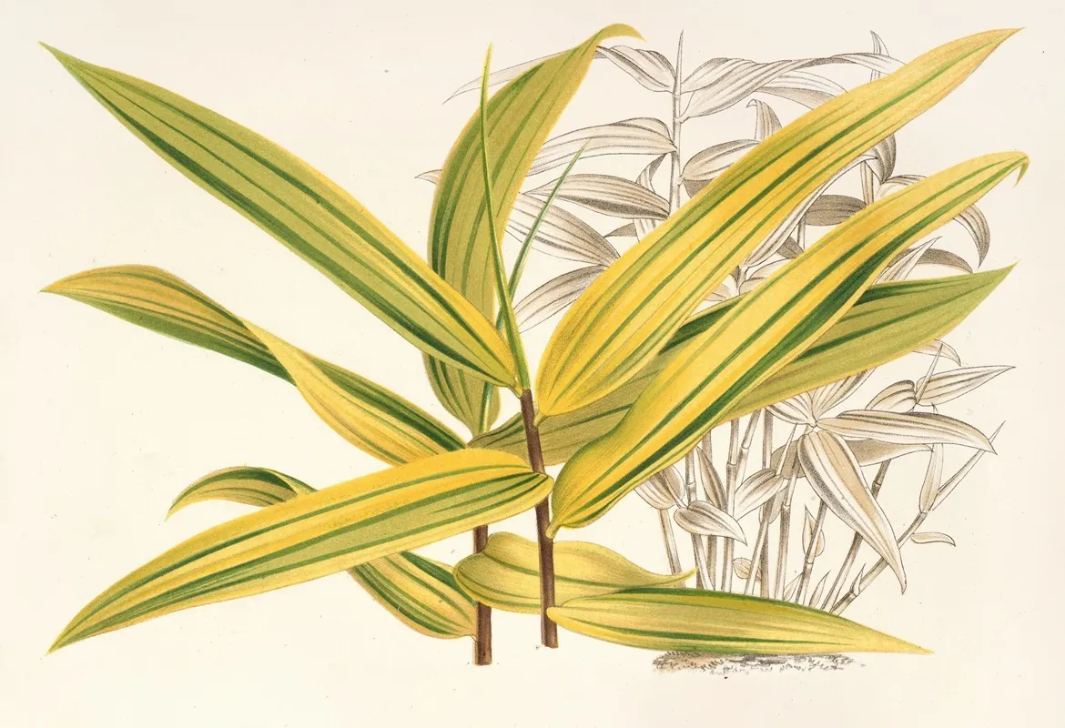 Bambusa Viridi Striata Wall Art by Charles Antoine Lemaire - High-Resolution Digital Print