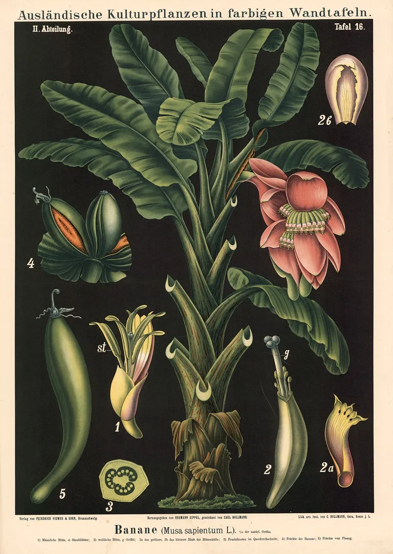 Banane Musa Sapientum L Wall Art by Carl Bollmann - High-Resolution Digital Print