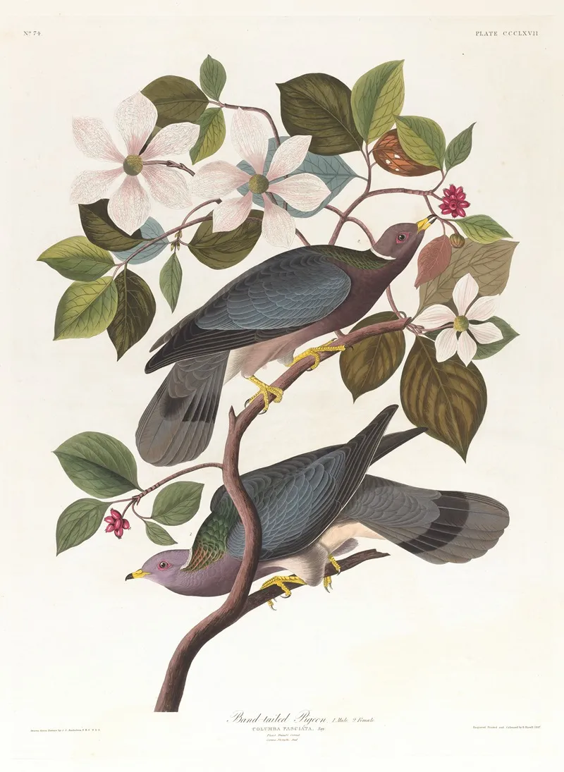 Band Tailed Pigeon Wall Art by John James Audubon - High-Resolution Digital Print