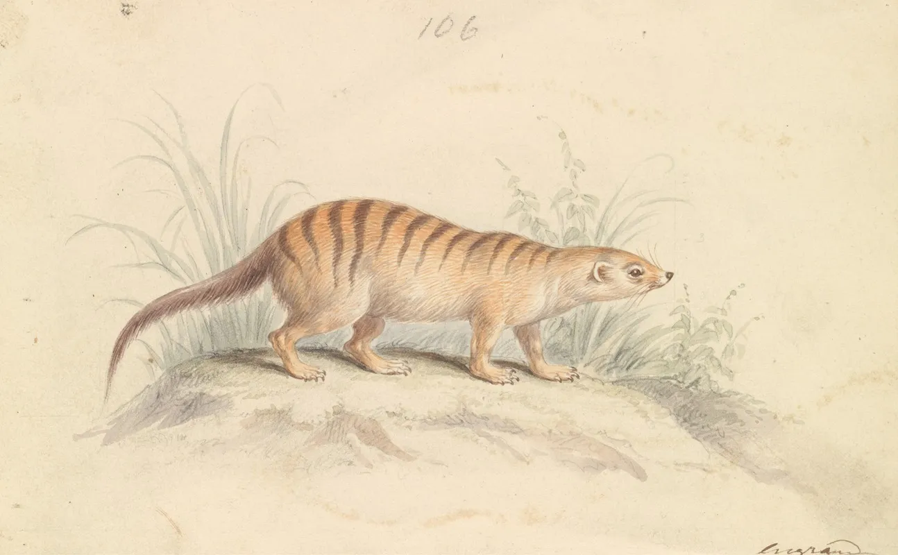 Banded Mongoose 2