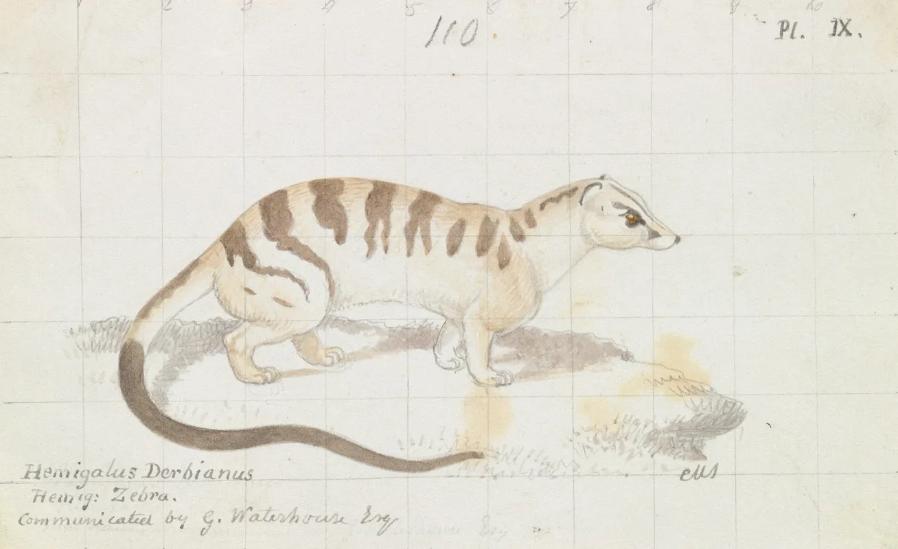 Banded Palm Civet