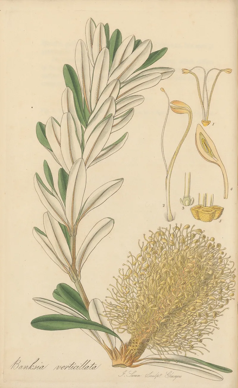 Banksia Verticillata Wall Art by William Jackson Hooker - High-Resolution Digital Print
