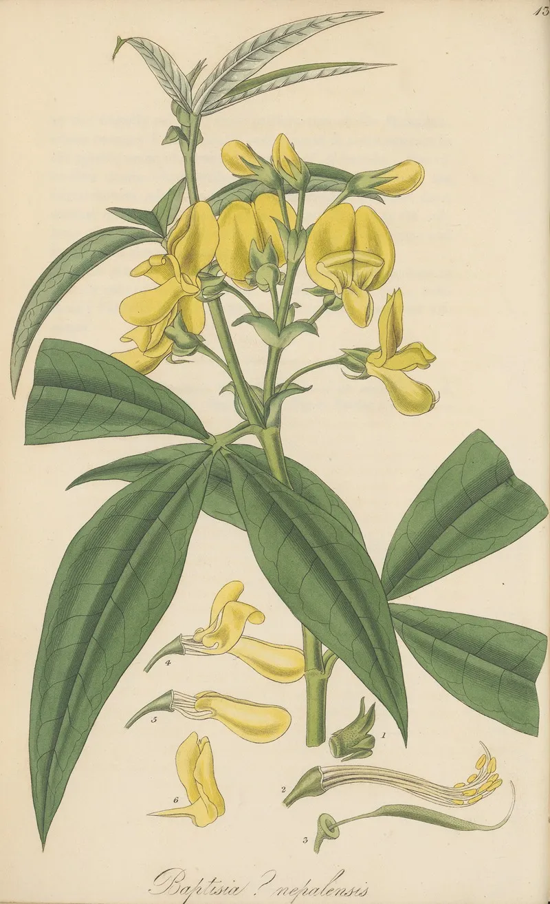 Baptisia Nepalensis Wall Art by William Jackson Hooker - High-Resolution Digital Print