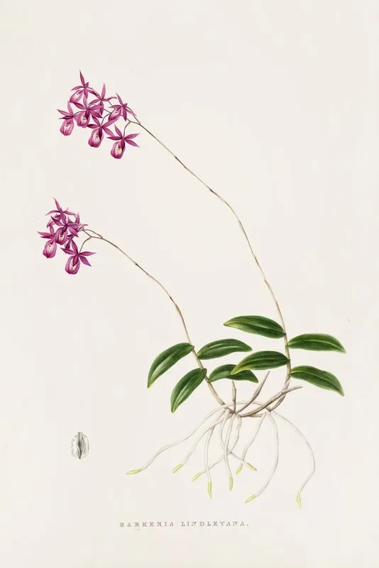 Barkeria Lindleyana Wall Art by James Bateman - High-Resolution Digital Print