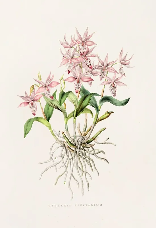 Barkeria Spectabilis Wall Art by James Bateman - High-Resolution Digital Print