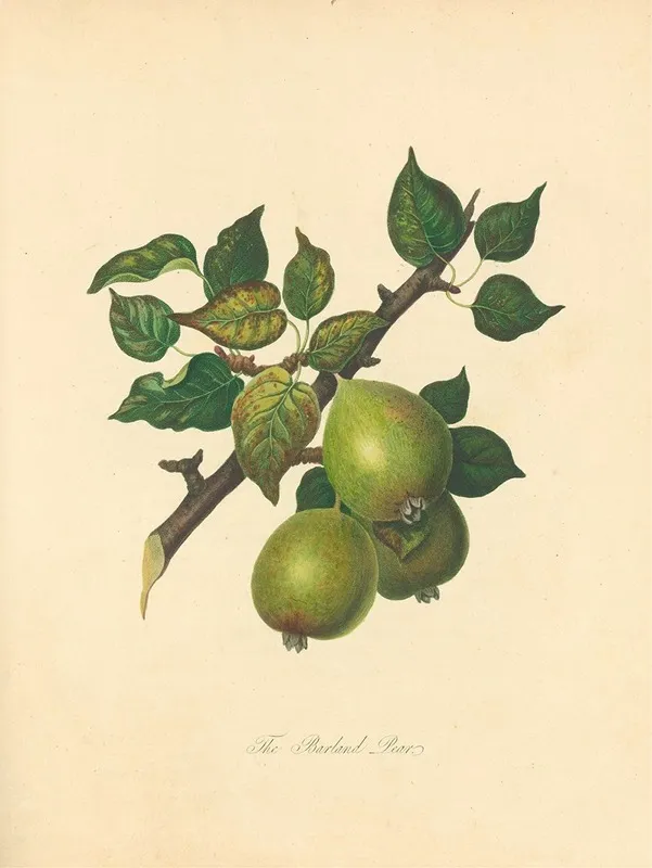 Barland Pear Wall Art by Thomas Andrew Knight - High-Resolution Digital Print