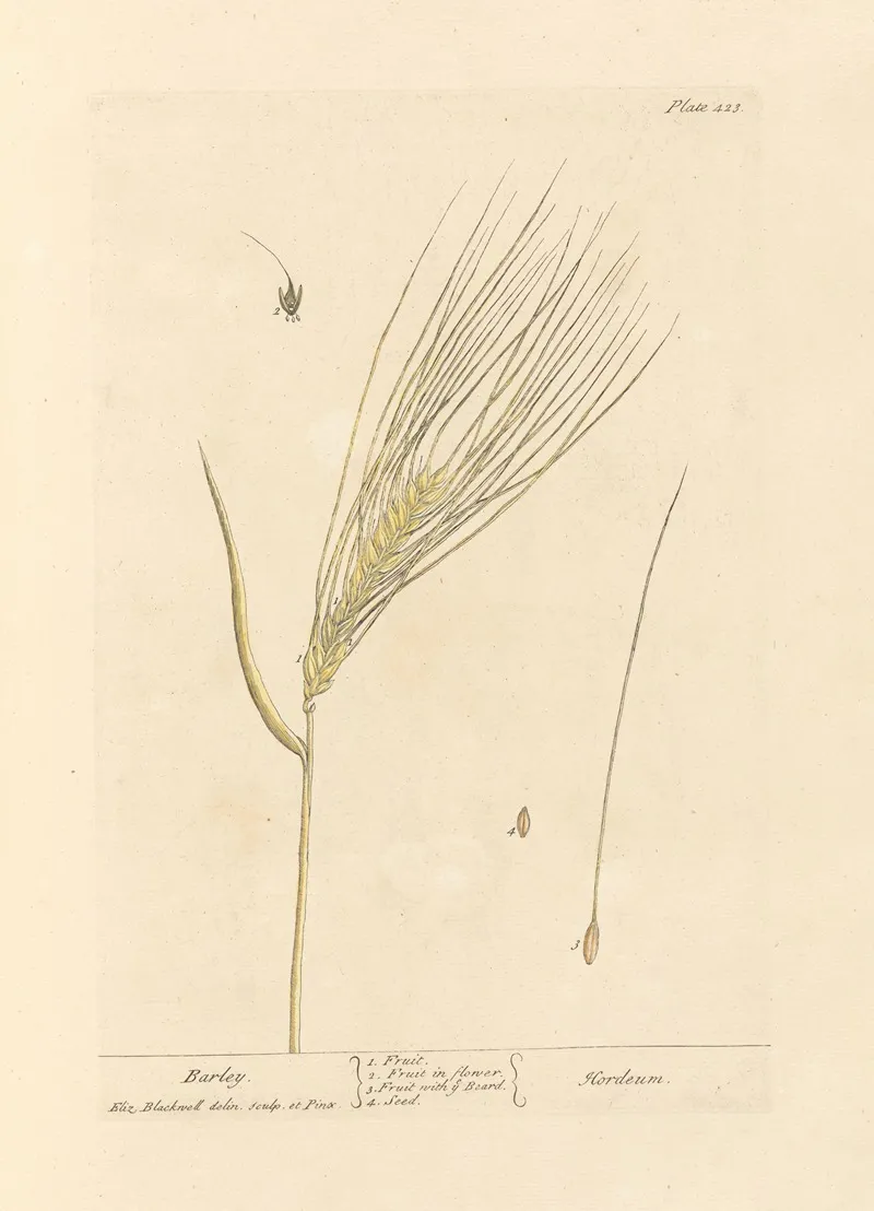 Barley Wall Art by Elizabeth Blackwell - High-Resolution Digital Print