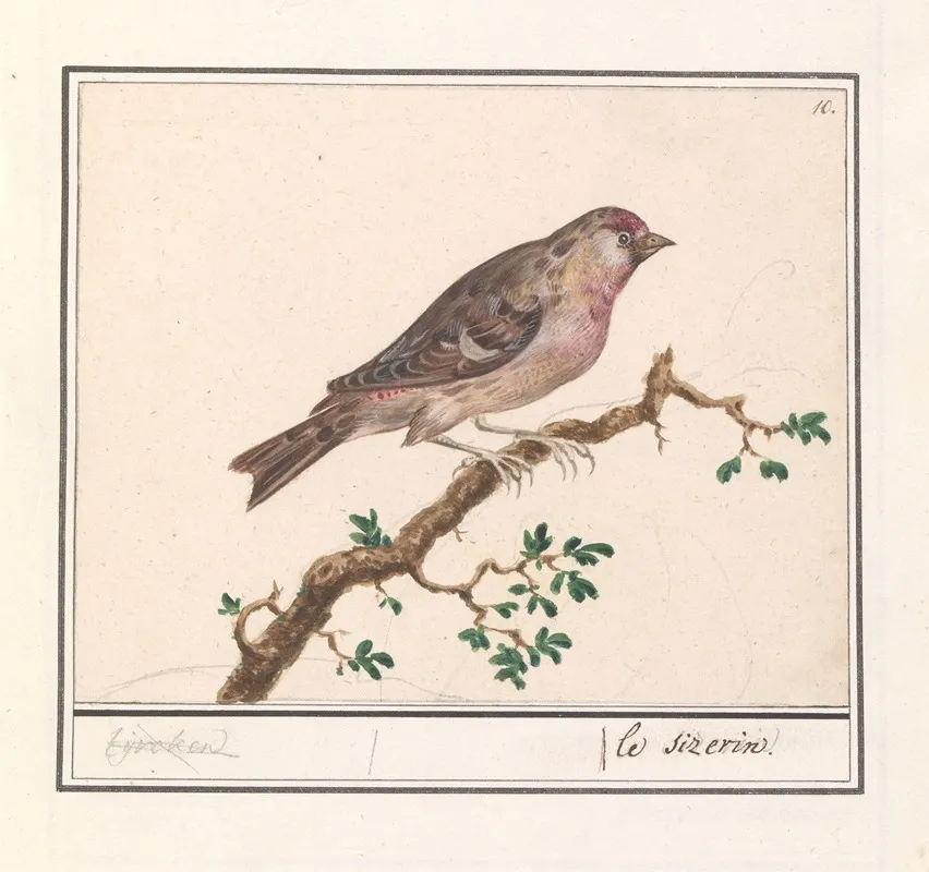 Barmsijs Carduelis Flammea Wall Art by Anselmus Boëtius de Boodt - High-Resolution Digital Print