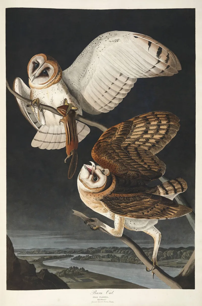 Barn Owl 2 Wall Art by John James Audubon - High-Resolution Digital Print