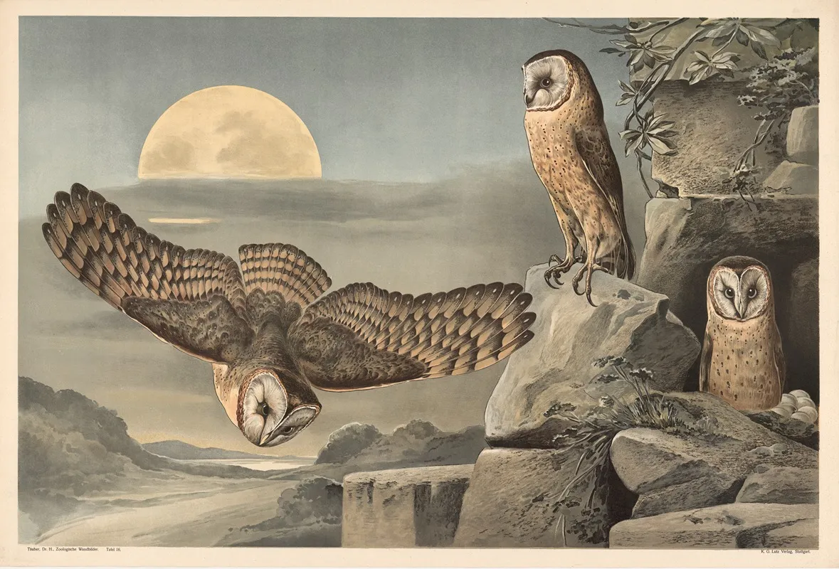 Barn Owl 3 Wall Art by Alfred Fiedler - High-Resolution Digital Print