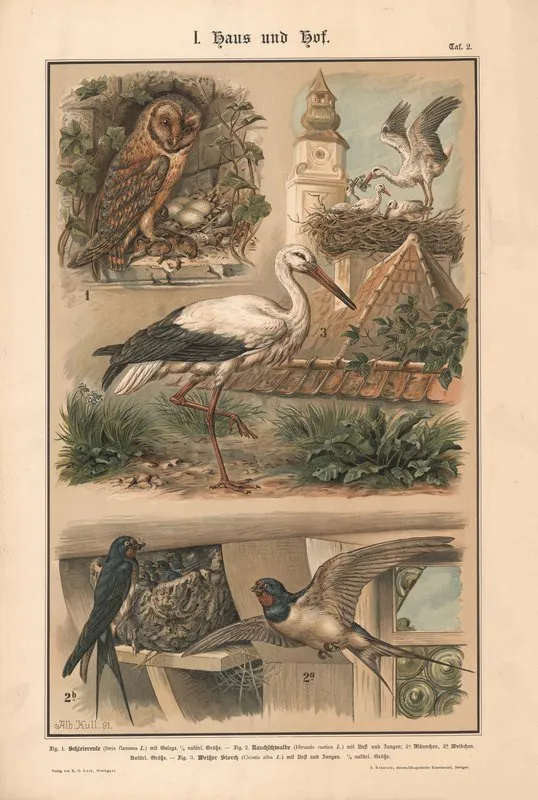Barn Owl Barn Swallow White Stork