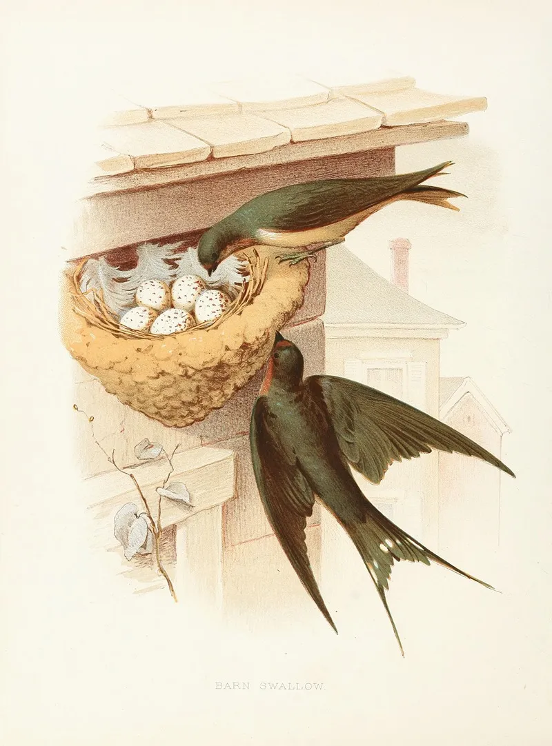 Barn Swallow Wall Art by Edwin L. Sheppard - High-Resolution Digital Print