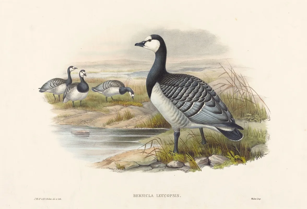 Barnacle Goose Bernicla Leucopsis Wall Art by Joseph Wolf - High-Resolution Digital Print