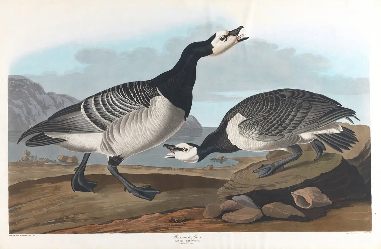 Barnacle Goose Wall Art by John James Audubon - High-Resolution Digital Print