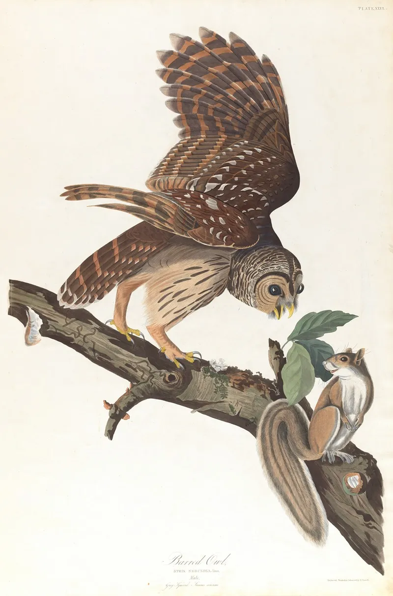 Barred Owl Wall Art by John James Audubon - High-Resolution Digital Print