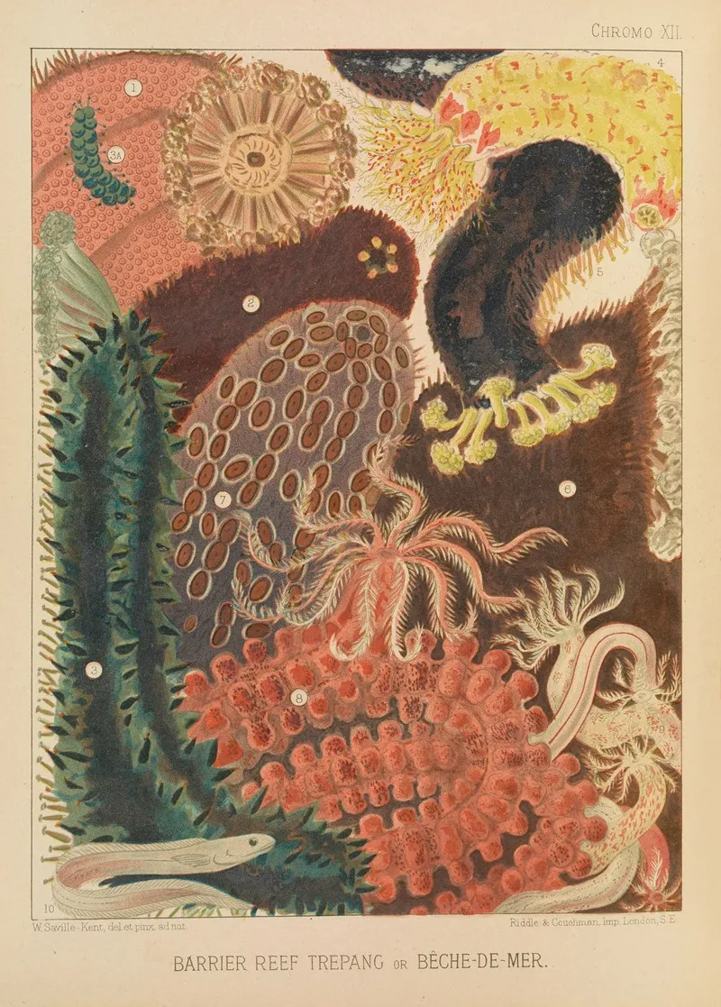 Barrier Reef Trepang Wall Art by William Saville-Kent - High-Resolution Digital Print
