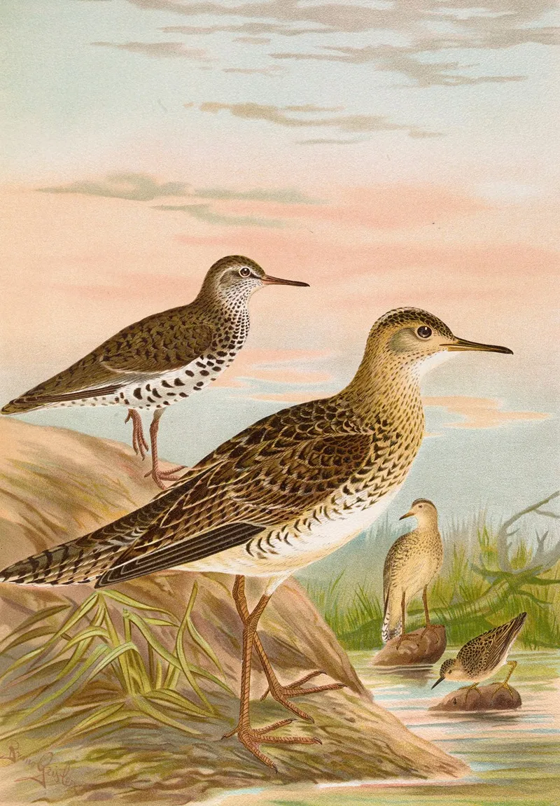 Bartramia Longicauda Tringoides Macularius Tryngites Rufescens Wall Art by Johann Friedrich Naumann - High-Resolution Digital Print