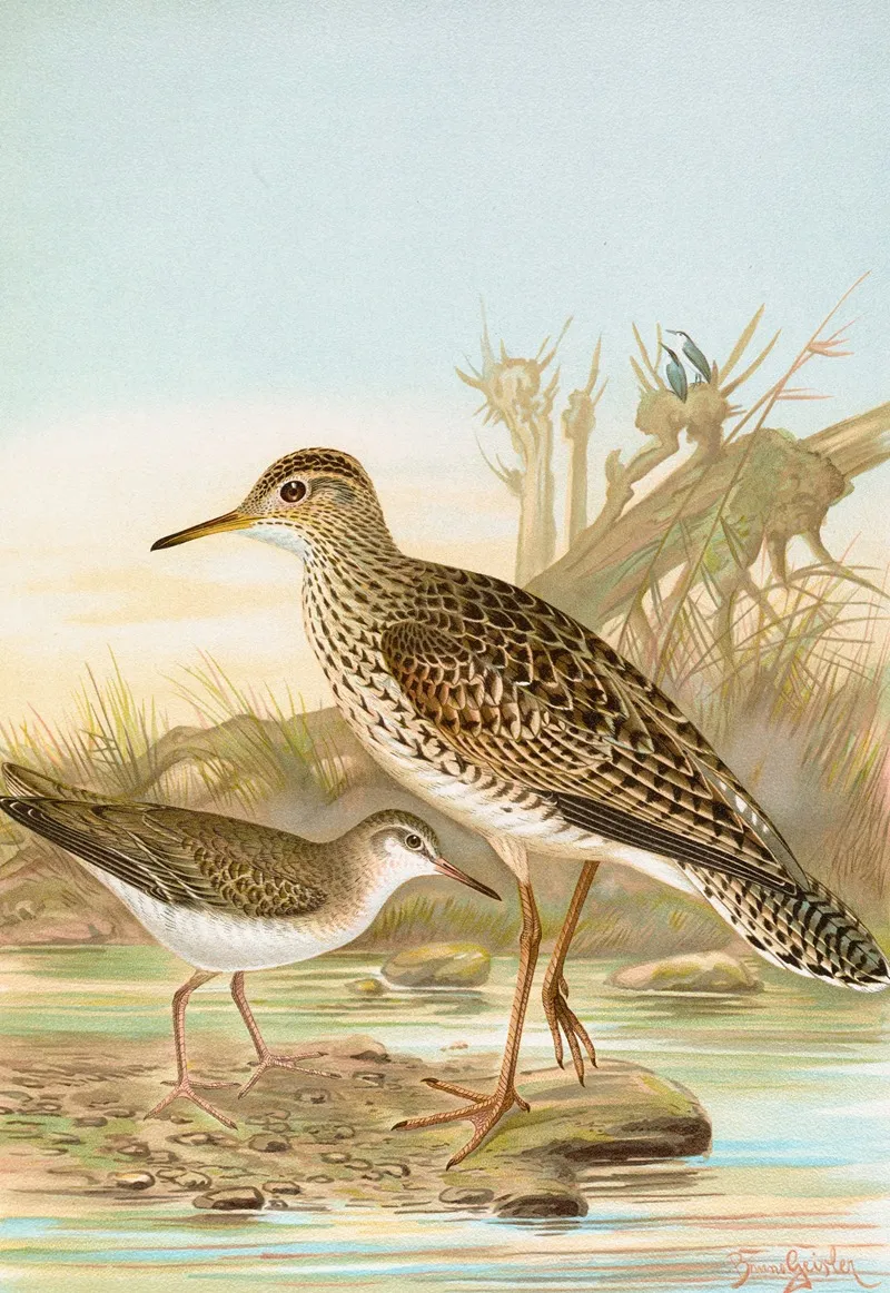 Bartramia Longicauda Tringoides Macularius Wall Art by Johann Friedrich Naumann - High-Resolution Digital Print