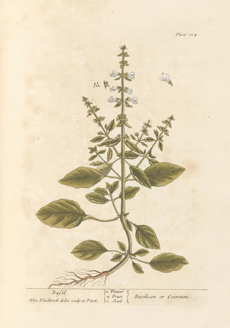 Basil 2 Wall Art by Elizabeth Blackwell - High-Resolution Digital Print
