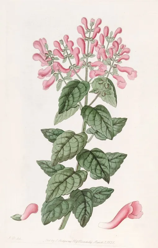 Basil Like Perilomia Wall Art by Sydenham Edwards - High-Resolution Digital Print