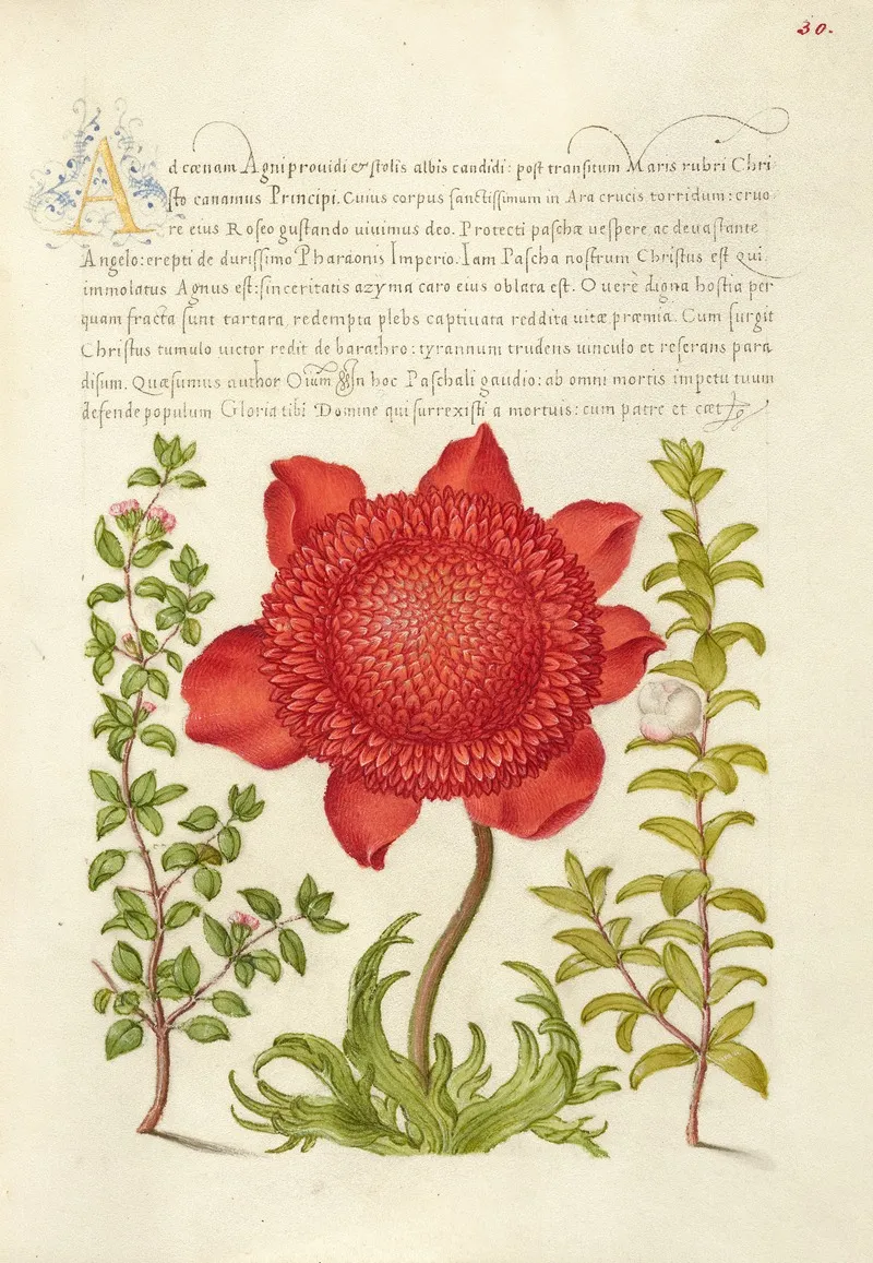 Basil Thyme Poppy Anemone And Myrtle