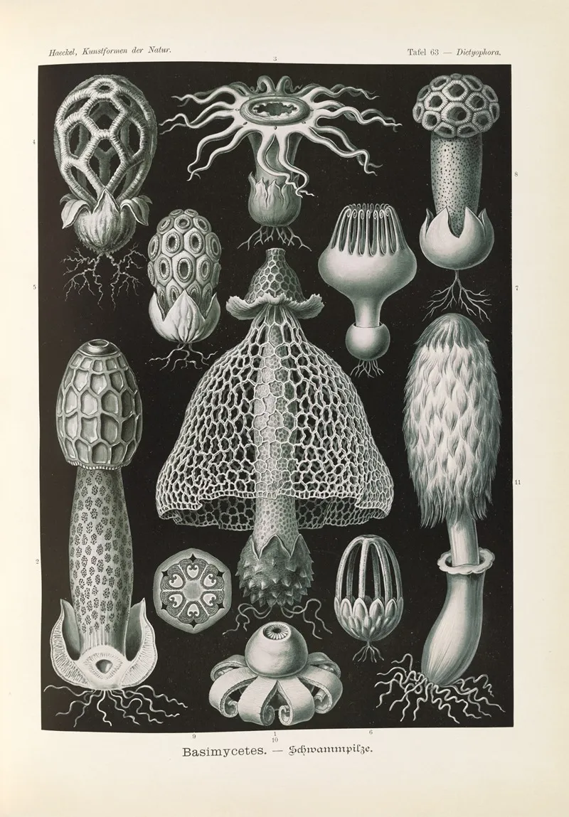 Basimycetes Schwammpilze Wall Art by Ernst Haeckel - High-Resolution Digital Print