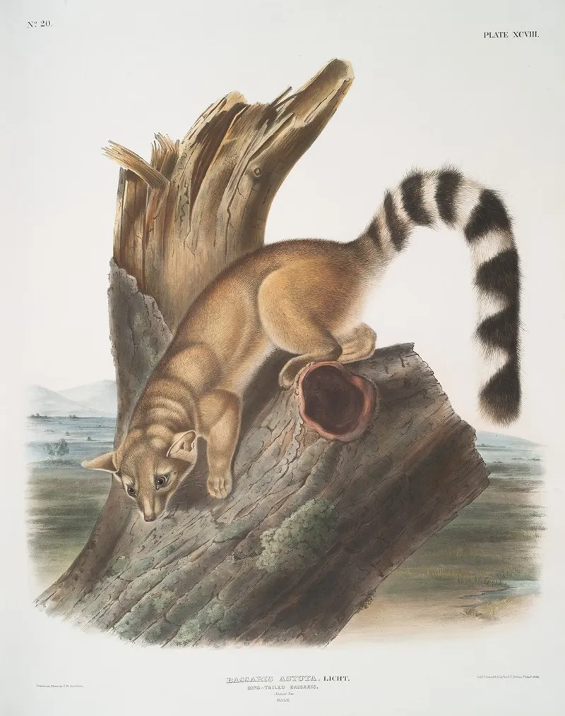 Bassaris Astuta Ring Tailed Bassaris Natural Size Male Wall Art by John Woodhouse Audubon - High-Resolution Digital Print