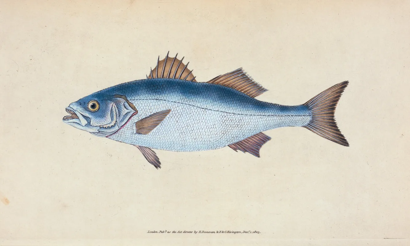 Basse Perca Labrax Wall Art by Edward Donovan - High-Resolution Digital Print