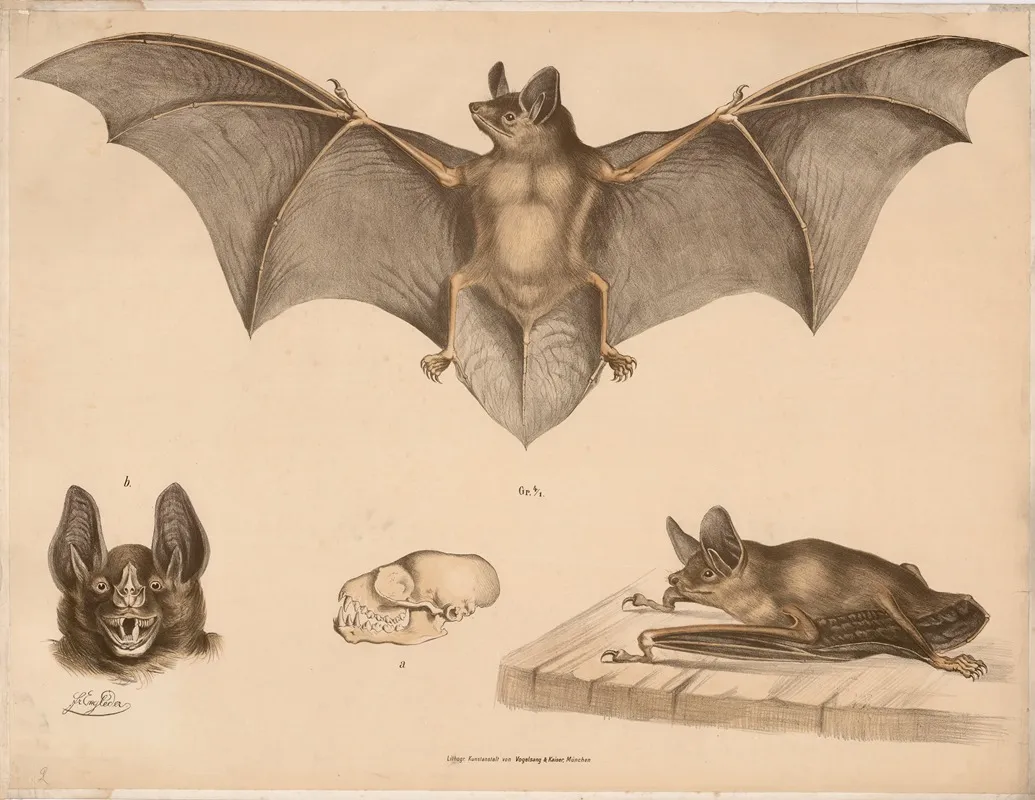 Bat 3 Wall Art by Franz Engleder - High-Resolution Digital Print