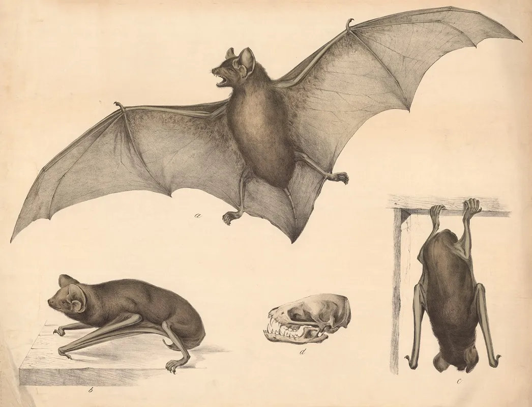 Bat 4 Wall Art by Franz Engleder - High-Resolution Digital Print