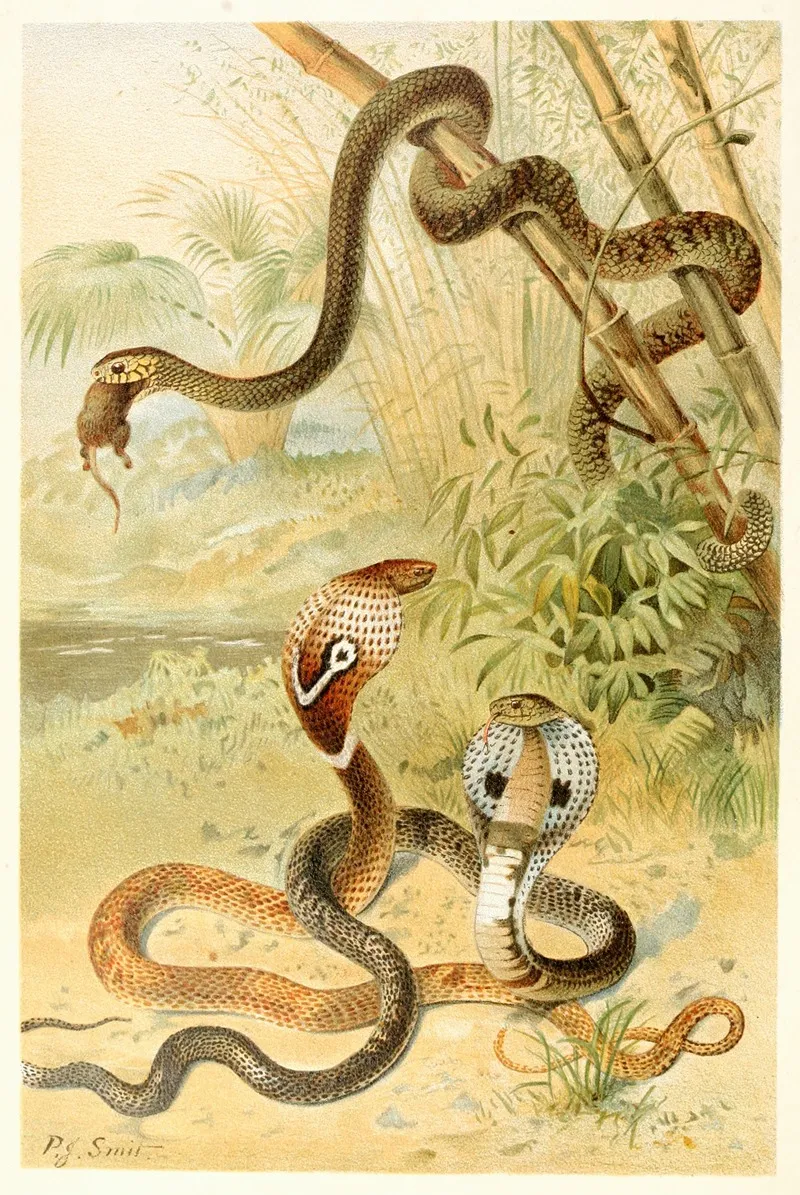 Bat Snake And Cobras Wall Art by Pierre Jacques Smit - High-Resolution Digital Print