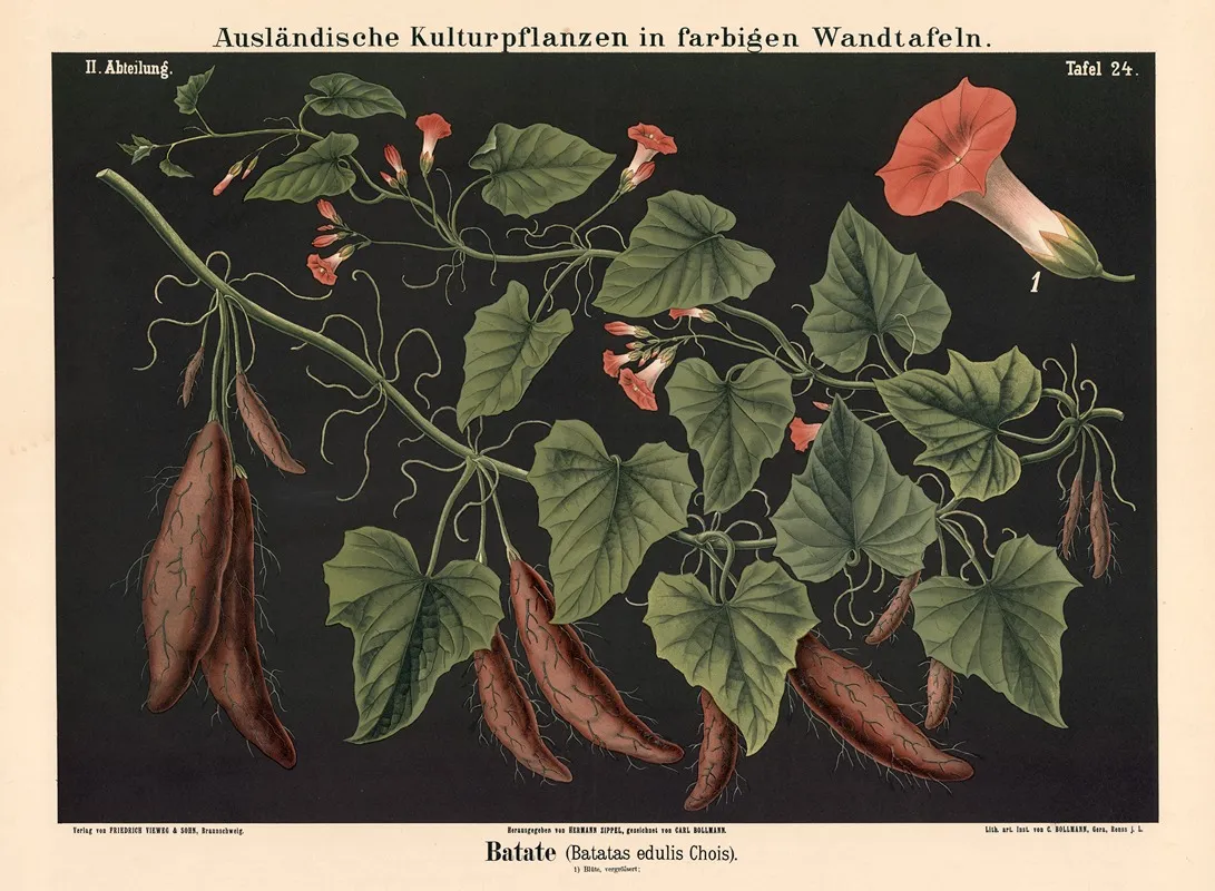 Batate Batatas Edulis Chois Wall Art by Carl Bollmann - High-Resolution Digital Print