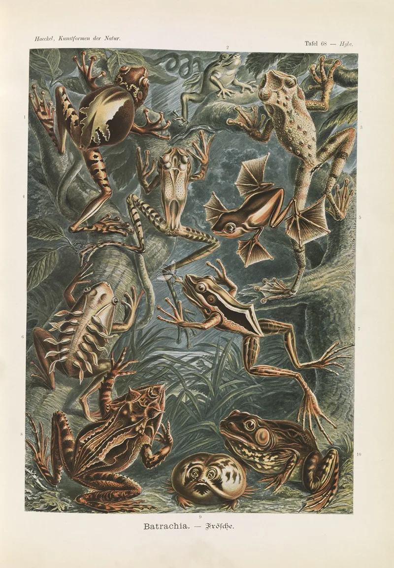 Batrachia Frosche Wall Art by Ernst Haeckel - High-Resolution Digital Print