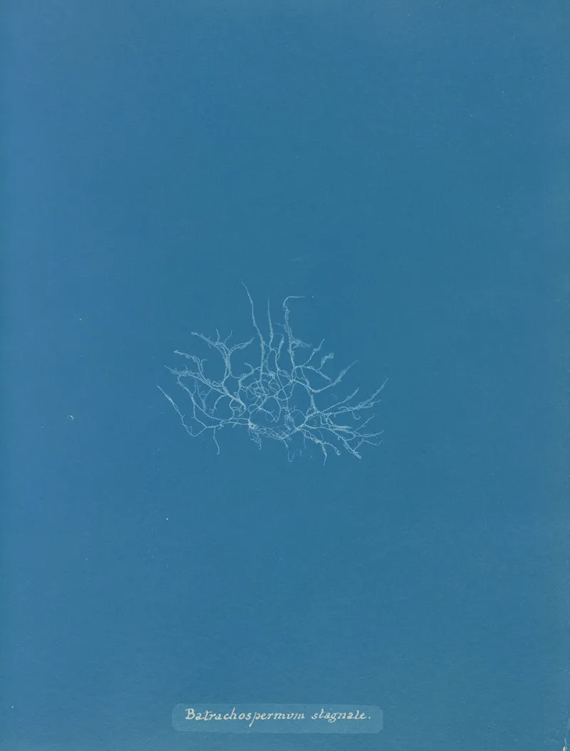 Batrachospermum Stagnale Wall Art by Anna Atkins - High-Resolution Digital Print