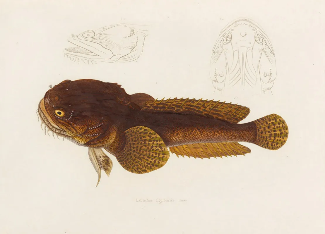 Batrachus Algeriensis Wall Art by Arthus Bertrand - High-Resolution Digital Print
