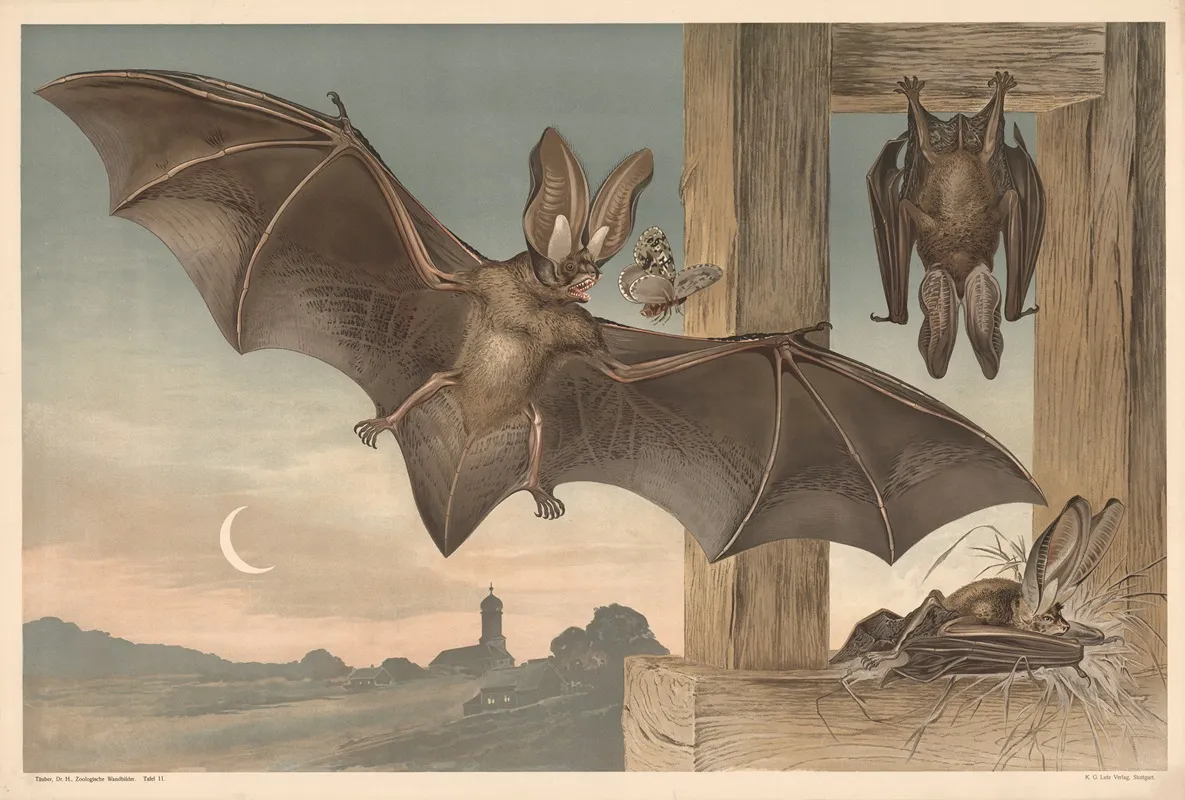Bats 2 Wall Art by Alfred Fiedler - High-Resolution Digital Print