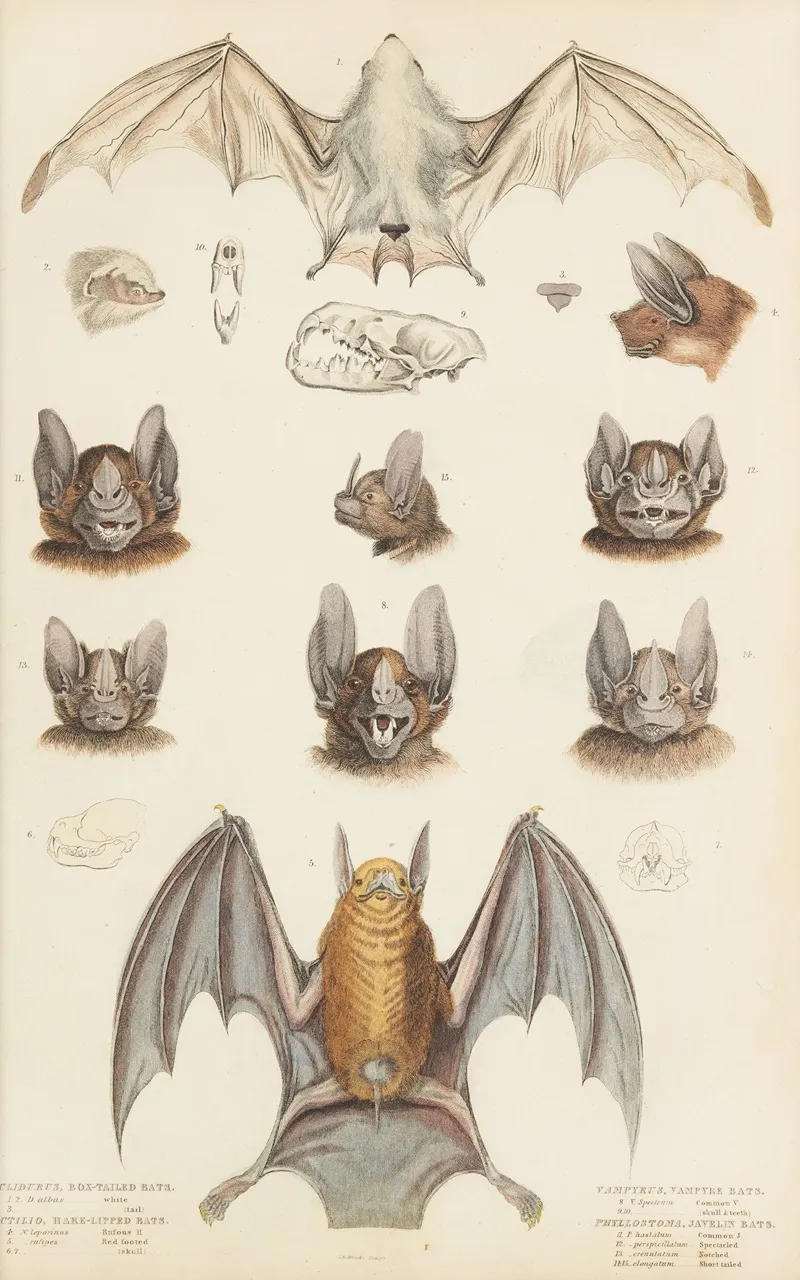 Bats Wall Art by William MacGillivray - High-Resolution Digital Print