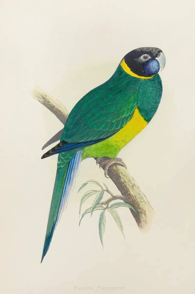 Bauers Parrakeet Wall Art by Alexander Francis Lydon - High-Resolution Digital Print