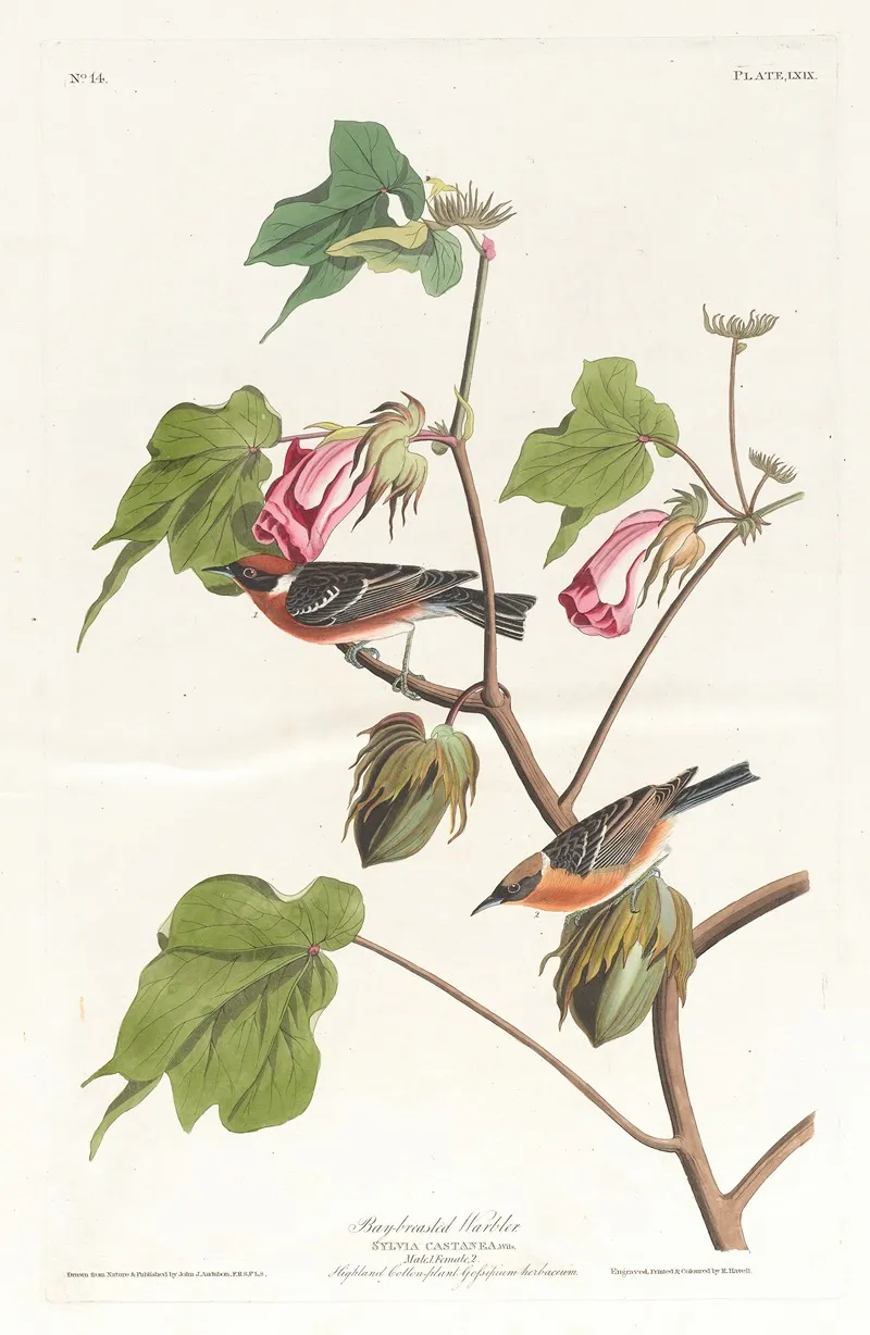 Bay Breasted Warbler Wall Art by John James Audubon - High-Resolution Digital Print