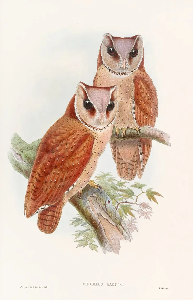 Bay Owl Wall Art by John Gould - High-Resolution Digital Print