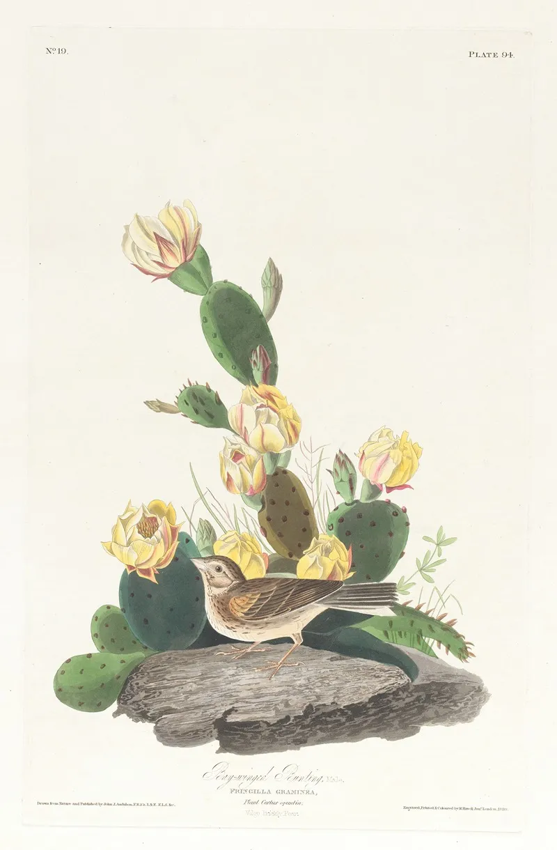 Bay Winged Bunting Wall Art by John James Audubon - High-Resolution Digital Print