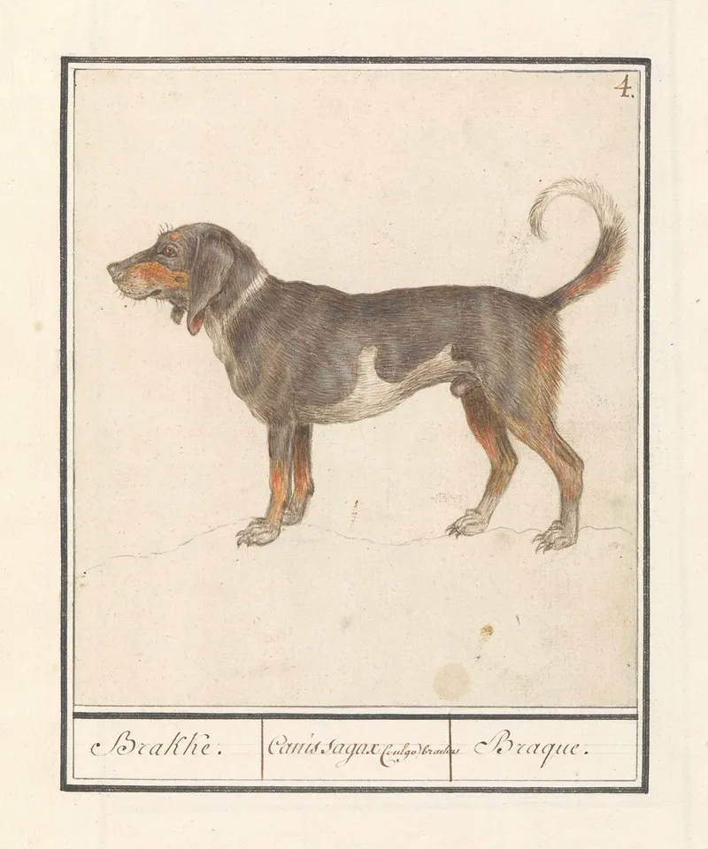 Beagle Of Braque Du Bourbonnais Canis Lupus Familiaris Wall Art by Anselmus Boëtius de Boodt - High-Resolution Digital Print