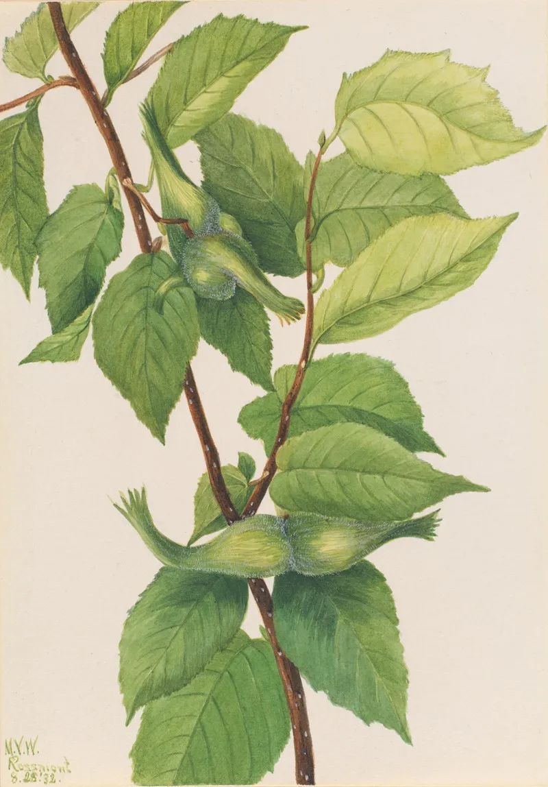 Beaked Hazelnut Corylus Rostrata