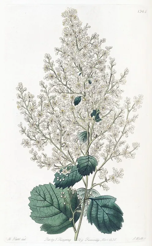 Beam Tree Leaved Spirea Wall Art by Sydenham Edwards - High-Resolution Digital Print