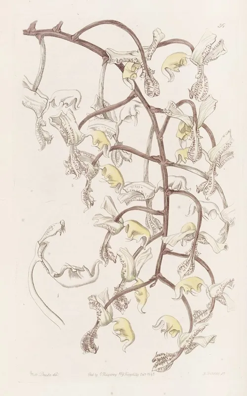 Bean Budded Gongora Wall Art by Sydenham Edwards - High-Resolution Digital Print