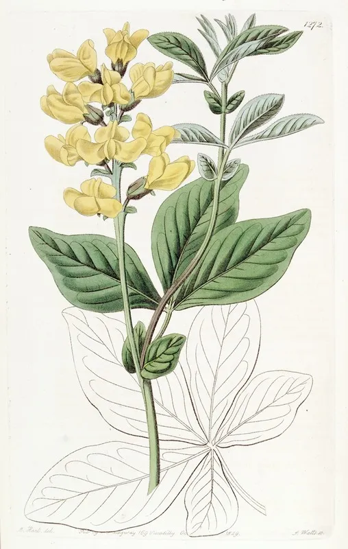 Bean Leaved Thermopsis Wall Art by Sydenham Edwards - High-Resolution Digital Print