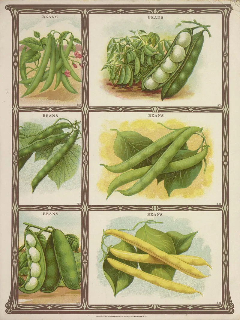 Beans 2 Wall Art by Genesee Valley Lithograph Co. - High-Resolution Digital Print