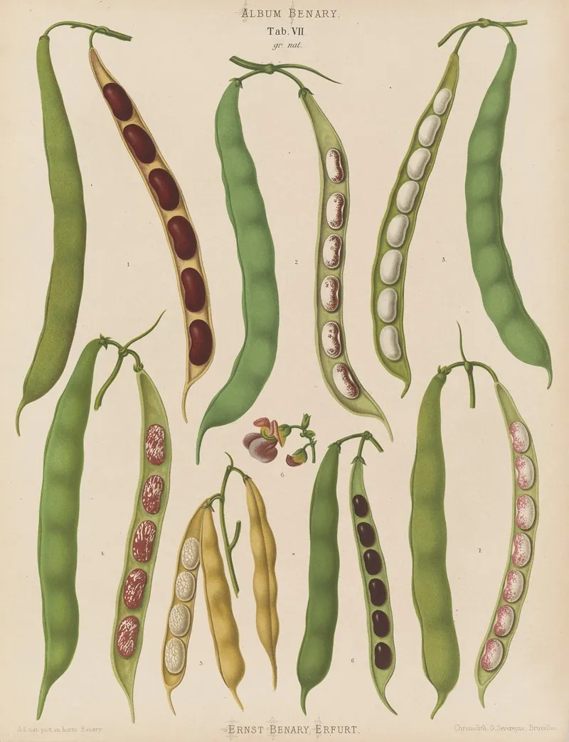 Beans Dwarf French Kidney Or Snap Wall Art by Ernst Benary - High-Resolution Digital Print